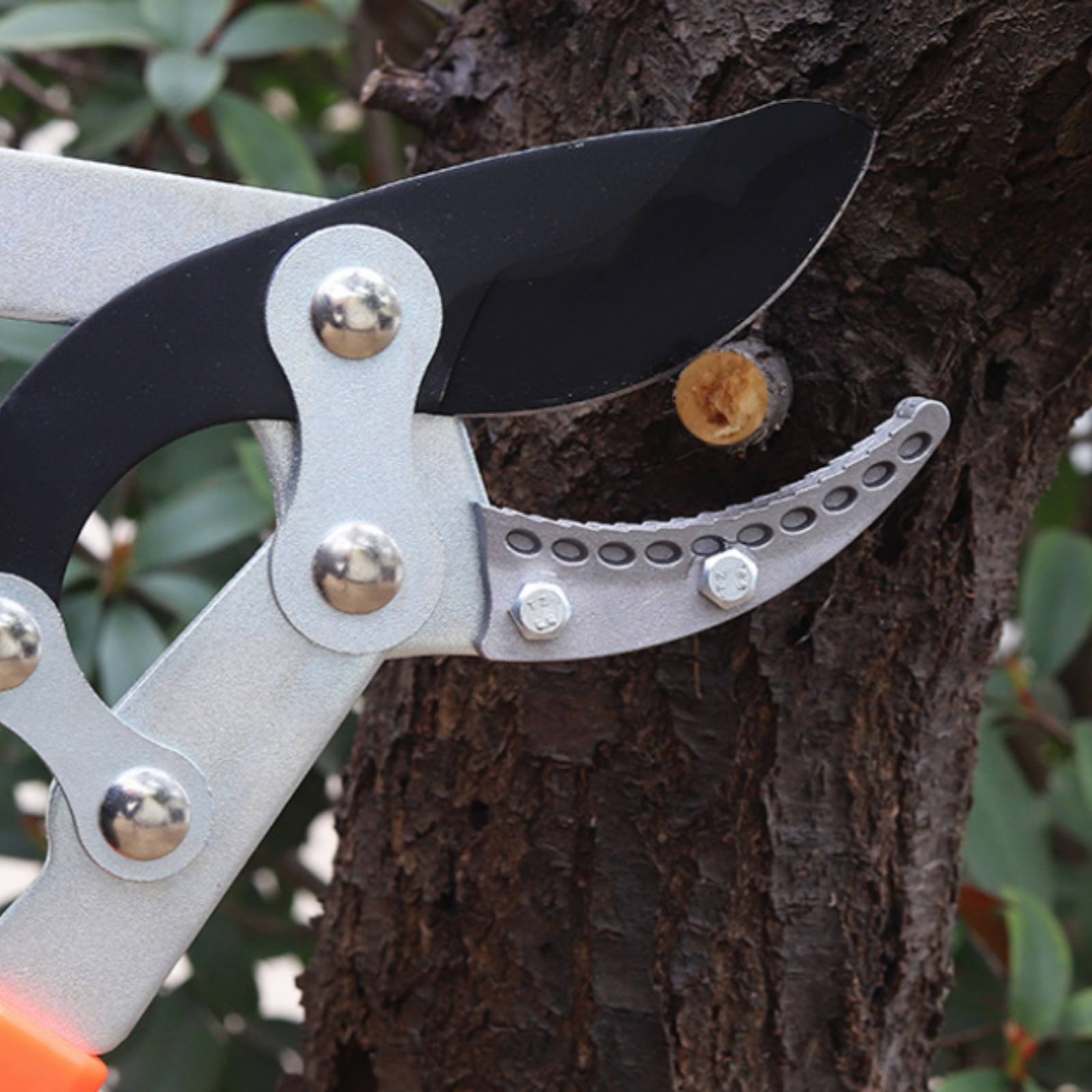 مقصات تقليم الأغصان التلسكوبية - مراجعة Garden Tools وسعره
